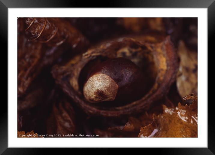 Little Chestnut  Framed Mounted Print by Ciaran Craig