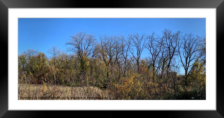  Fall Trees Panorama Framed Mounted Print by Deanne Flouton