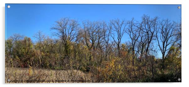  Fall Trees Panorama Acrylic by Deanne Flouton