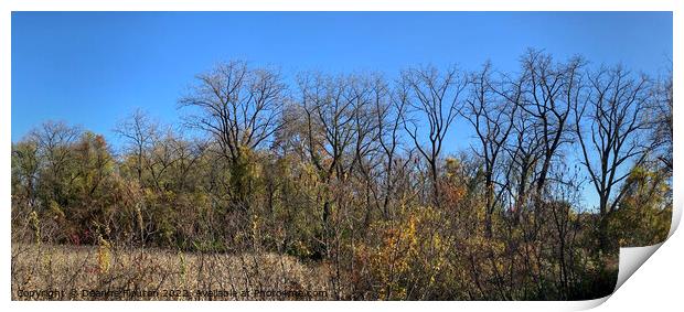  Fall Trees Panorama Print by Deanne Flouton