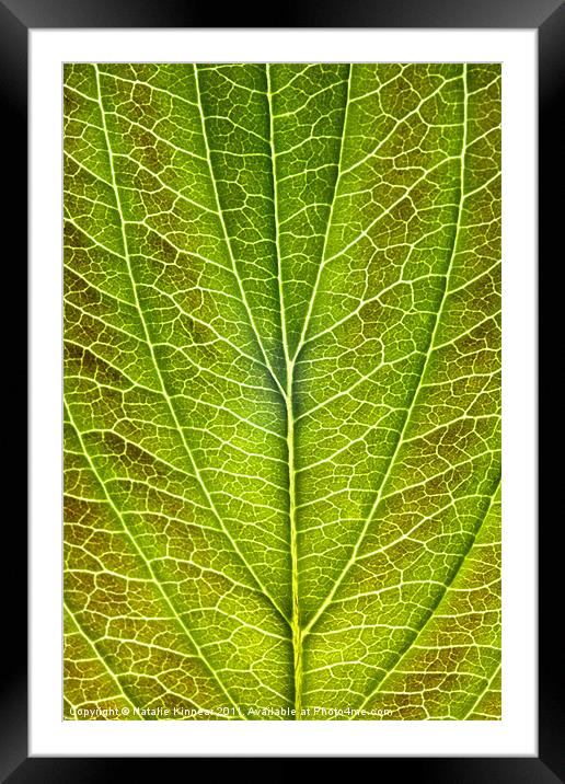 Leaf Lines VIII Framed Mounted Print by Natalie Kinnear