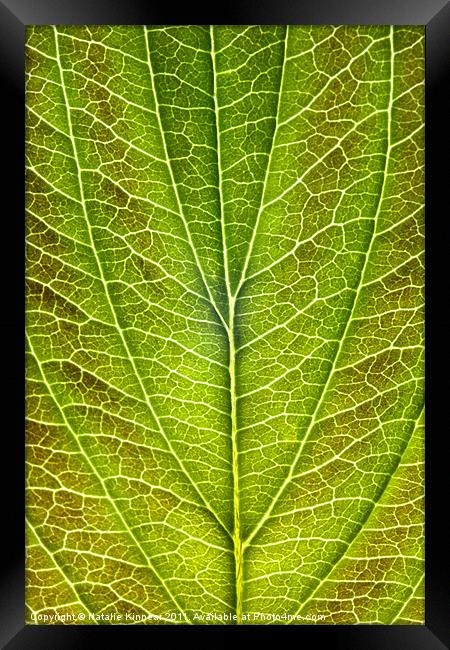 Leaf Lines VIII Framed Print by Natalie Kinnear