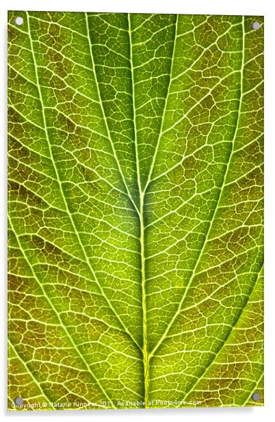 Leaf Lines VIII Acrylic by Natalie Kinnear