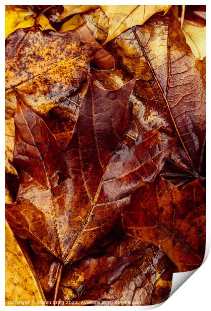 A close up of a tree Print by Ciaran Craig