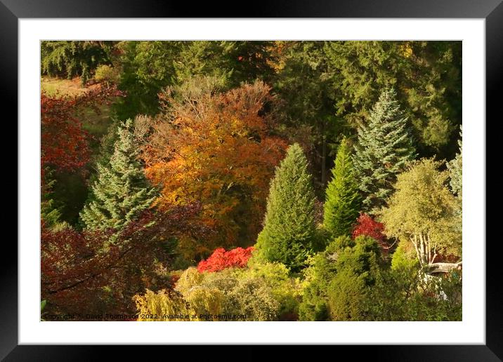 Autumn Colours Rothbury Northumberland  Framed Mounted Print by David Thompson