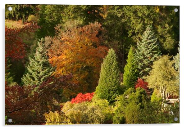 Autumn Colours Rothbury Northumberland  Acrylic by David Thompson