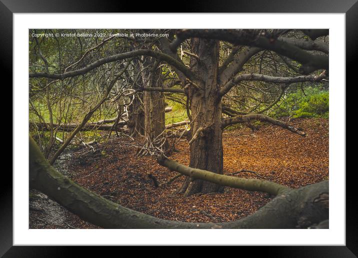 Autumn woodland view at Oude Landen nature park in Ekeren, Belgium Framed Mounted Print by Kristof Bellens