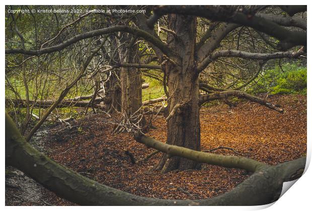 Autumn woodland view at Oude Landen nature park in Ekeren, Belgium Print by Kristof Bellens