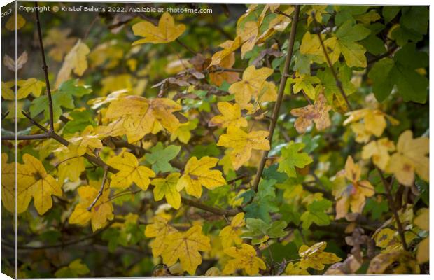 Acer campestre or field maple during fall with autumn colors Canvas Print by Kristof Bellens
