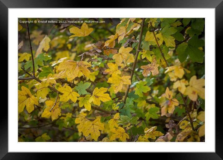 Acer campestre or field maple during fall with autumn colors Framed Mounted Print by Kristof Bellens