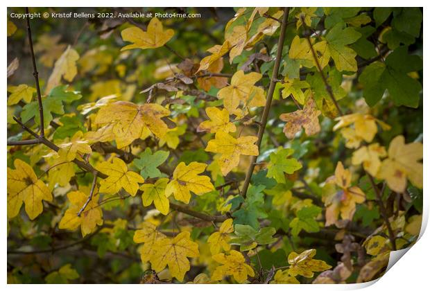 Acer campestre or field maple during fall with autumn colors Print by Kristof Bellens