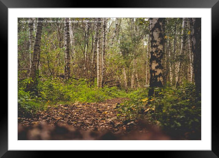 Low angle view of a birch tree forest during autumn Framed Mounted Print by Kristof Bellens