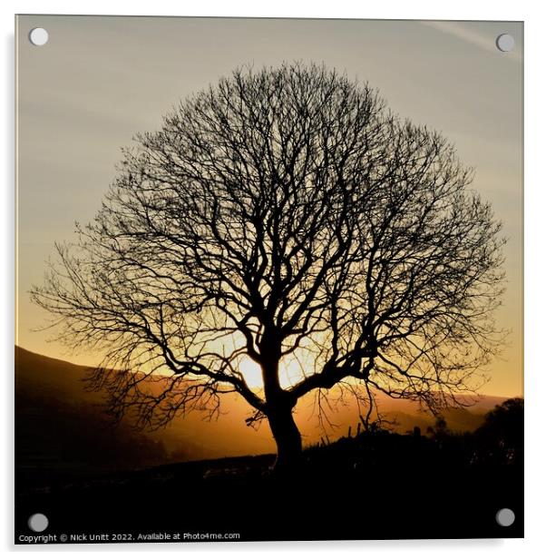 Sunrise Tree Silhouette Acrylic by Nick Unitt