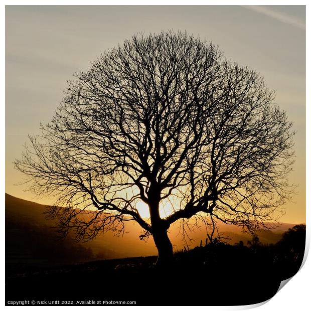 Sunrise Tree Silhouette Print by Nick Unitt