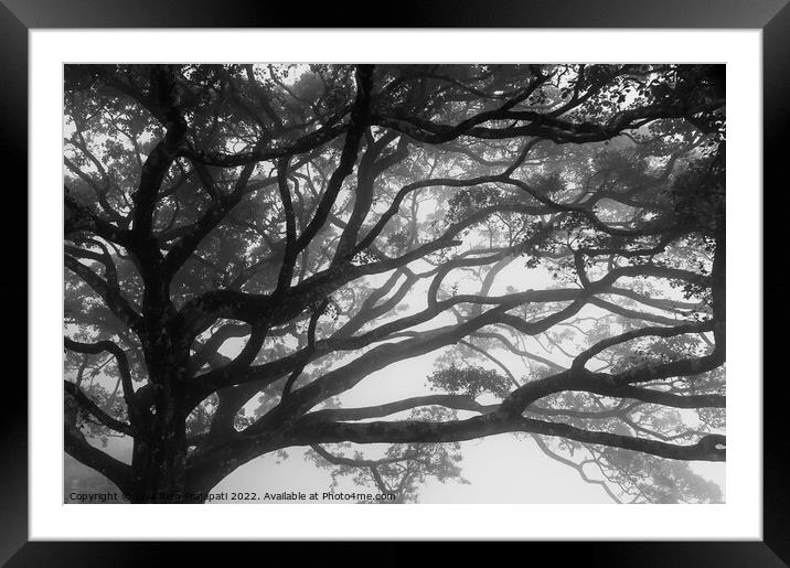 Foggy Willow Tree Framed Mounted Print by Jayaram Prajapati