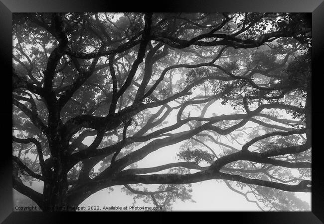 Foggy Willow Tree Framed Print by Jayaram Prajapati