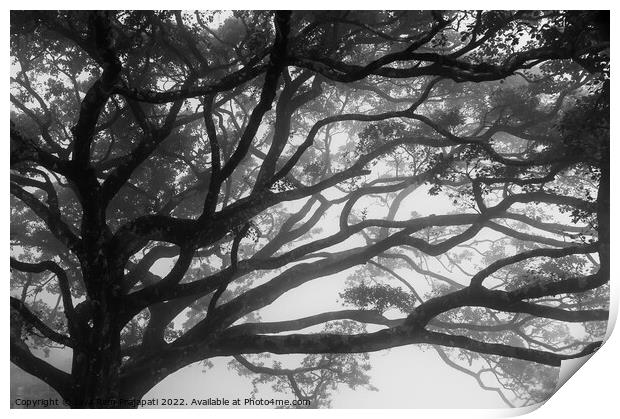 Foggy Willow Tree Print by Jayaram Prajapati