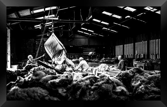 Grading wool, Liskeard Wool Depot, Cornwall. Framed Print by Maggie McCall