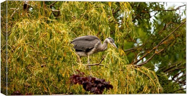 Heron About to Fly Canvas Print by Sally Wallis