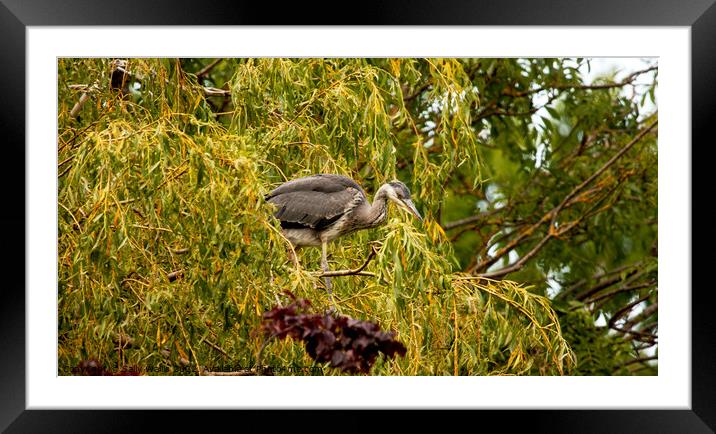 Heron About to Fly Framed Mounted Print by Sally Wallis