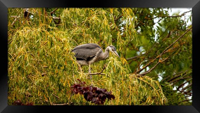 Heron About to Fly Framed Print by Sally Wallis