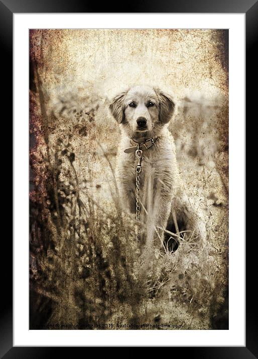 grunge puppy on a chain Framed Mounted Print by meirion matthias