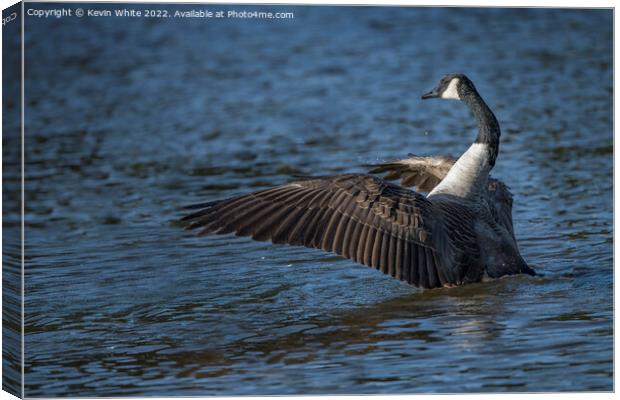Dancing Canada Goose Canvas Print by Kevin White