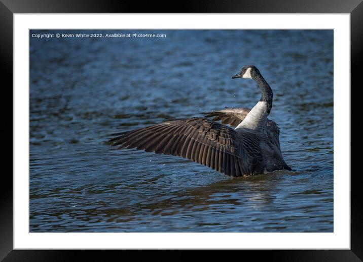 Dancing Canada Goose Framed Mounted Print by Kevin White