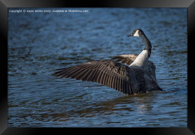 Dancing Canada Goose Framed Print by Kevin White