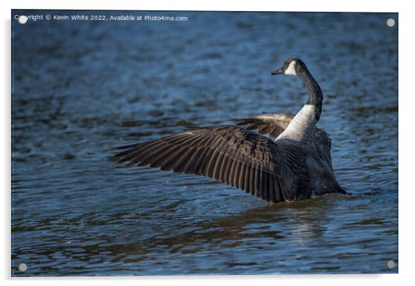 Dancing Canada Goose Acrylic by Kevin White