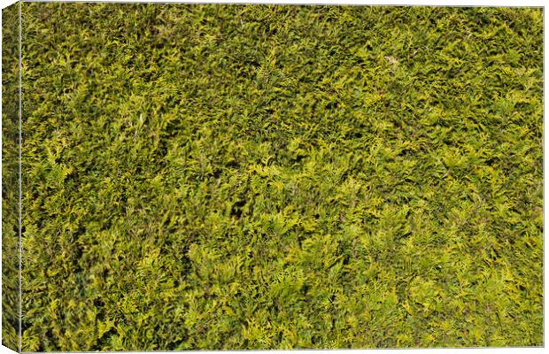 Natural Green Background Of Thuja Hedge Canvas Print by Artur Bogacki
