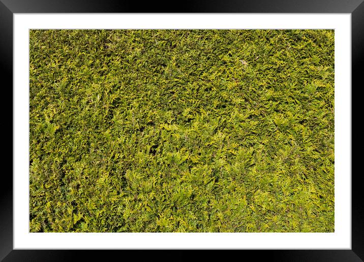 Natural Green Background Of Thuja Hedge Framed Mounted Print by Artur Bogacki