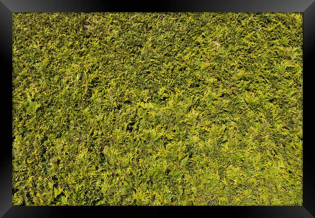 Natural Green Background Of Thuja Hedge Framed Print by Artur Bogacki