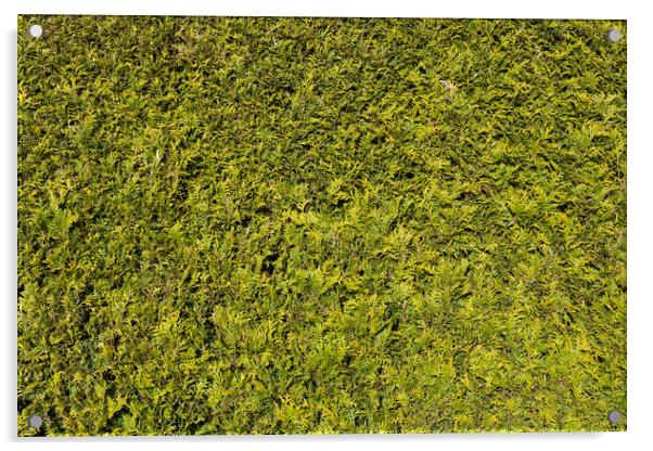 Natural Green Background Of Thuja Hedge Acrylic by Artur Bogacki