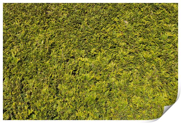 Natural Green Background Of Thuja Hedge Print by Artur Bogacki
