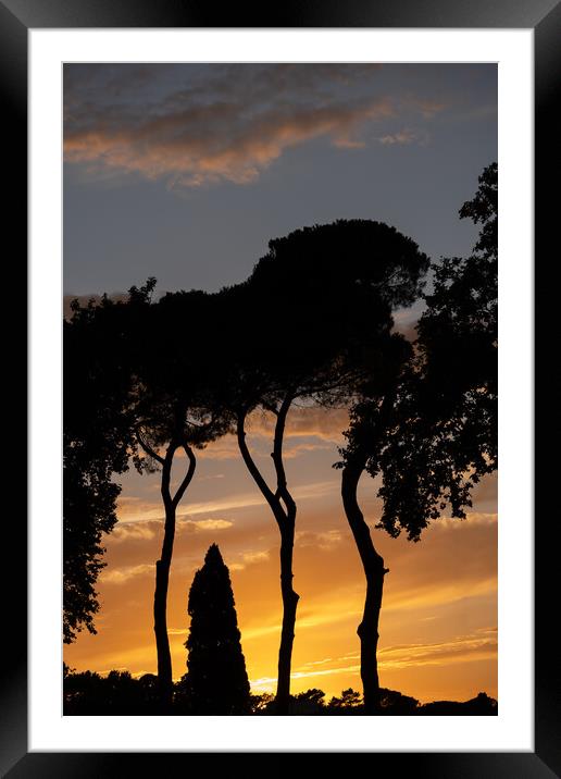Trees Silhouette At Sunset Framed Mounted Print by Artur Bogacki