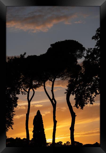 Trees Silhouette At Sunset Framed Print by Artur Bogacki