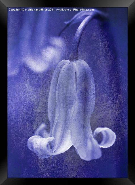 bluebell in blue Framed Print by meirion matthias