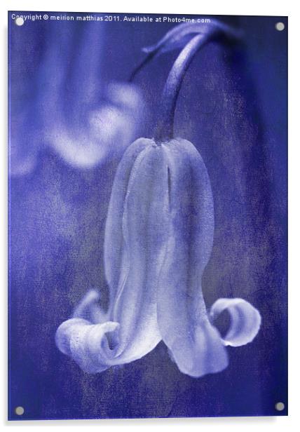 bluebell in blue Acrylic by meirion matthias