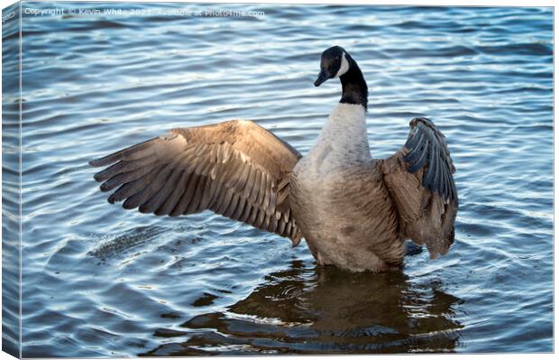 Sunlight catches the wing Canvas Print by Kevin White