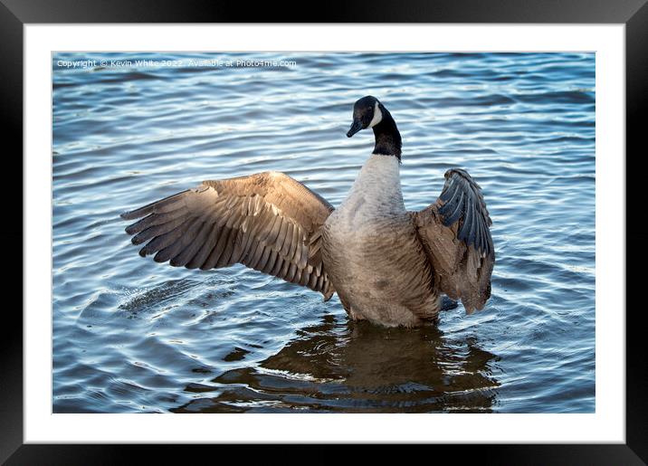 Sunlight catches the wing Framed Mounted Print by Kevin White