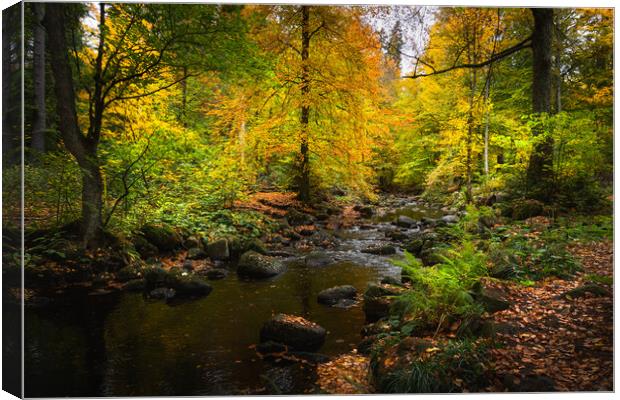 Plant tree Canvas Print by Steffen Gierok-Latniak