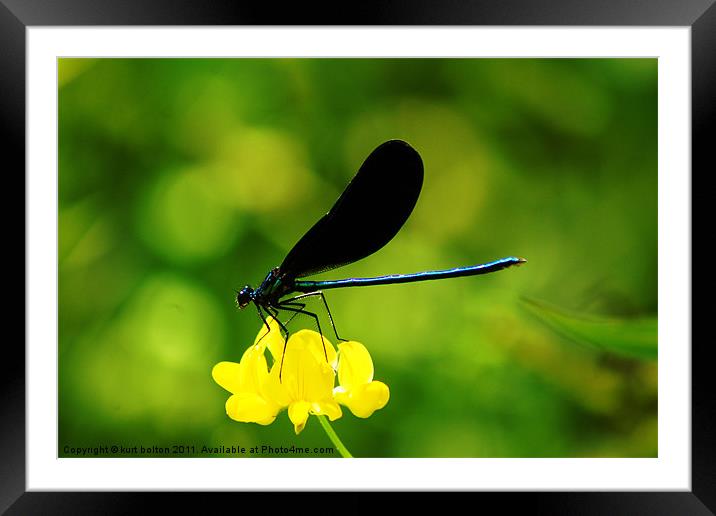 Dragonfly3 Framed Mounted Print by kurt bolton