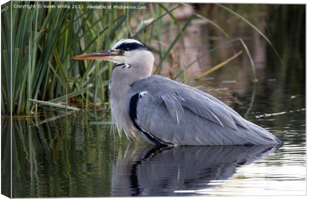 Grey heron resting after feast Canvas Print by Kevin White