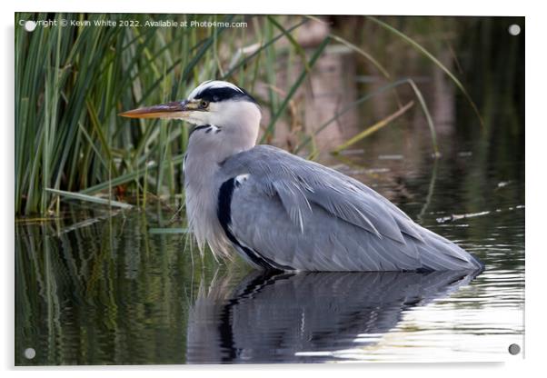 Grey heron resting after feast Acrylic by Kevin White