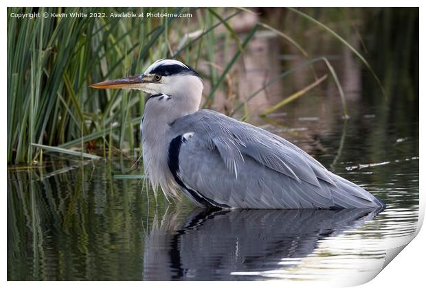 Grey heron resting after feast Print by Kevin White