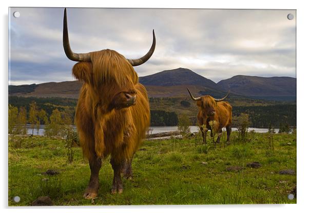 Highland Cattle, Loch Garry, Scotland Acrylic by Richard Nicholls