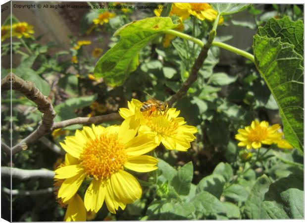 Plant flower Canvas Print by Ali asghar Mazinanian