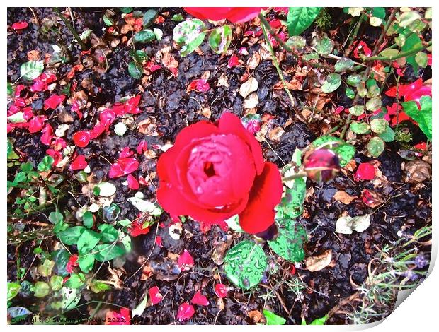 Red Rose Print by Stephanie Moore