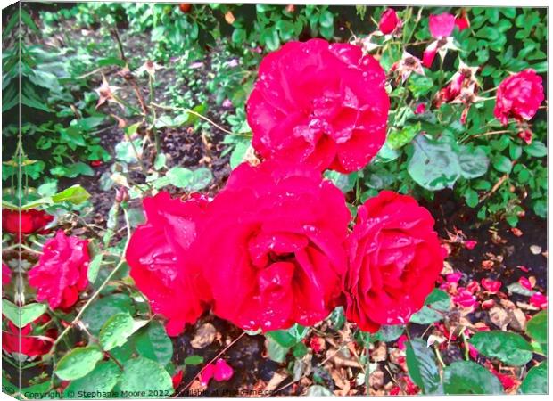 Red roses Canvas Print by Stephanie Moore